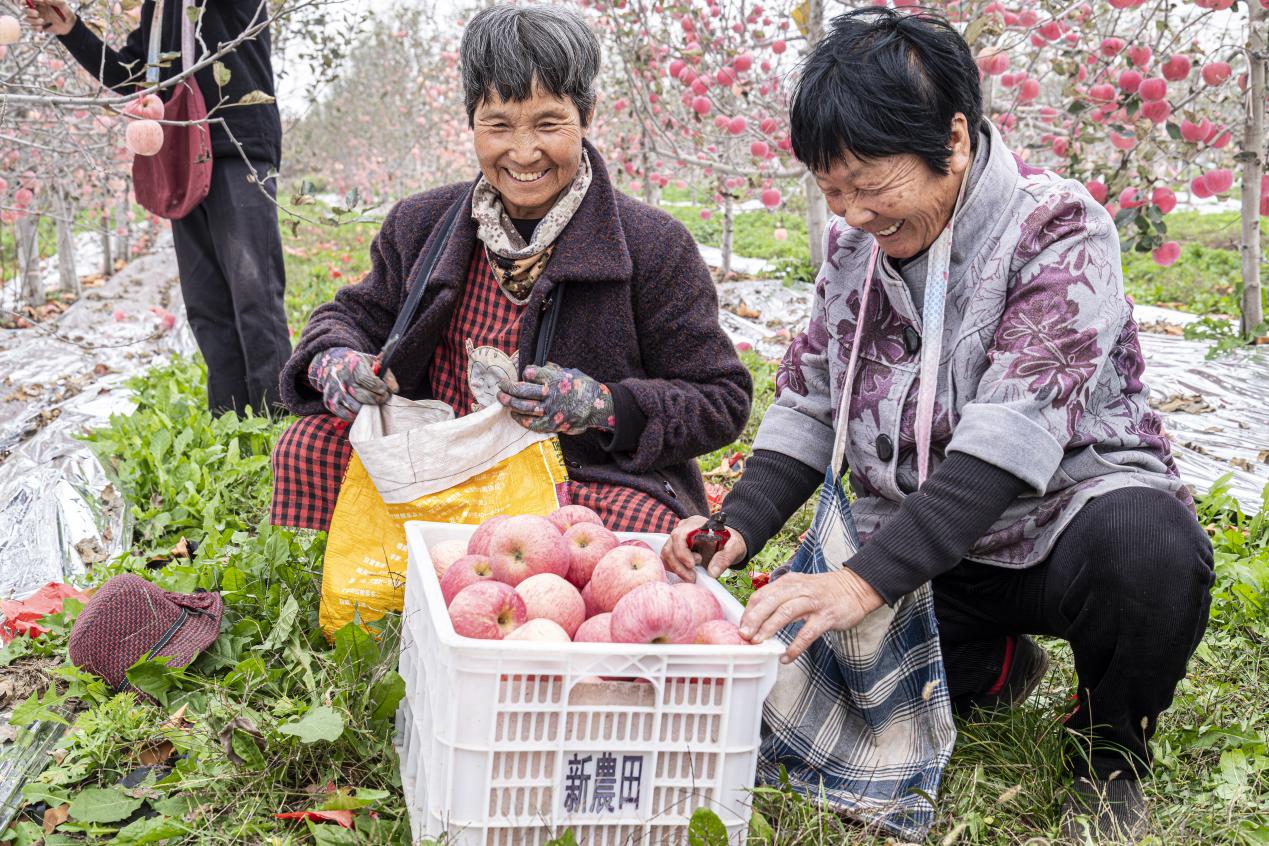 陕西白水：壮大苹果产业 助力乡村