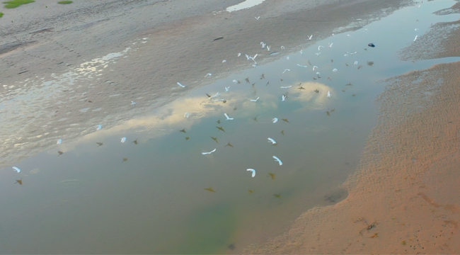 陜西大荔：黃河灘上的夏日候鳥