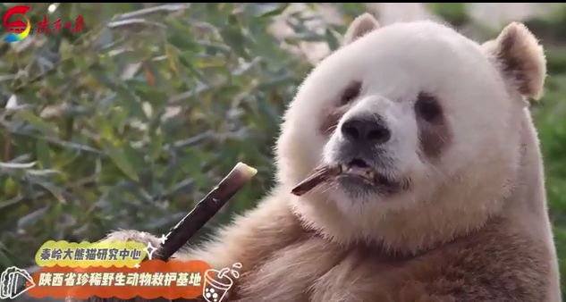 听，棕色大熊猫“七仔”“贪婪”的声音！