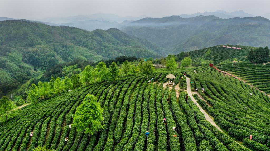 陜西平利：以茶致富 因茶興業