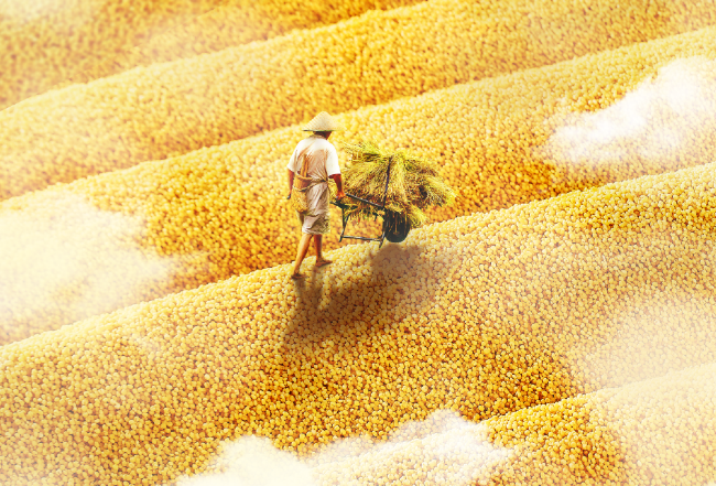 打造金字招牌 让好米变名米