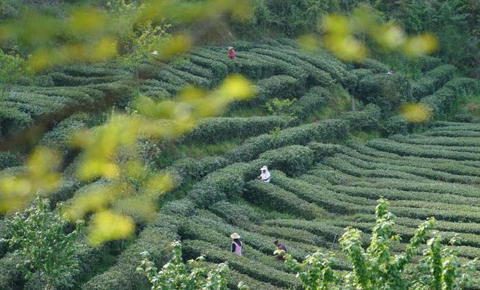 秦巴漢水間，百萬畝茶園帶來綠色“錢”景