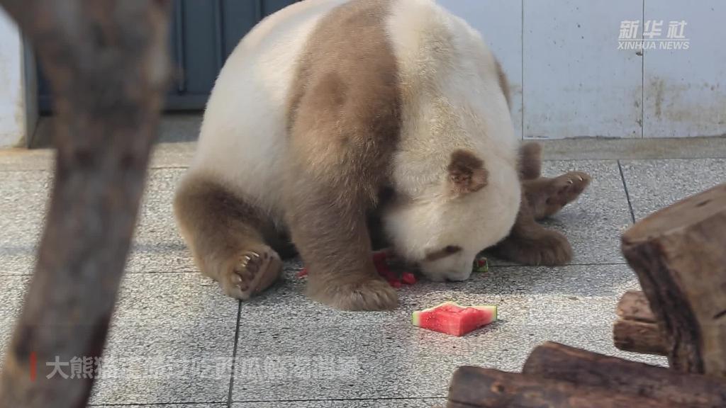 陕西：大熊猫吃西瓜解渴消暑