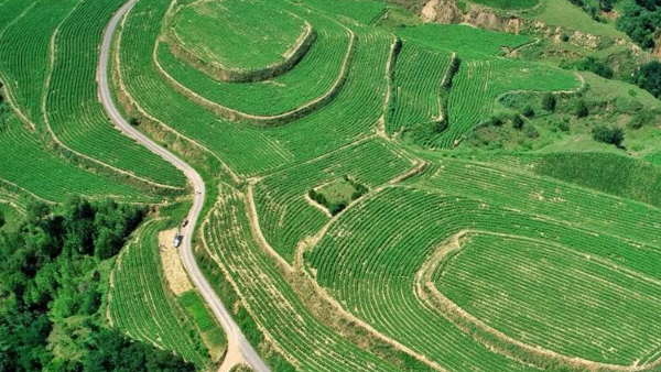 【飞阅中国】&ldquo;粟&rdquo;造黄土地 绿色希望与金色小米撞个满怀