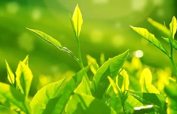 陜西推動茶産業提質增效轉型升級