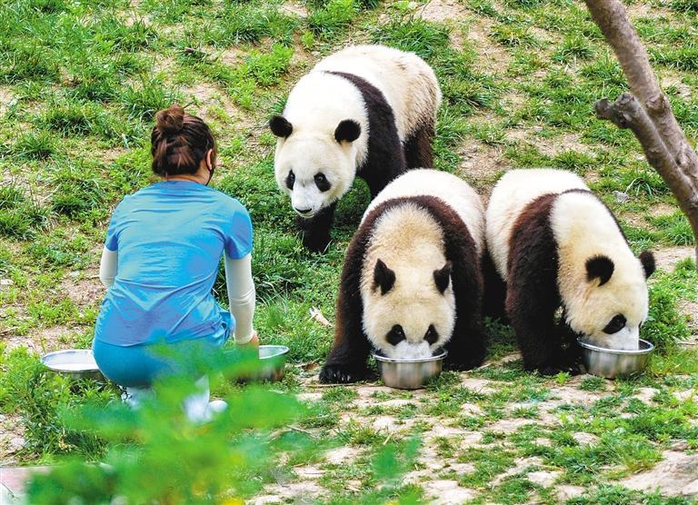 西安将建国内一流大熊猫科学公园