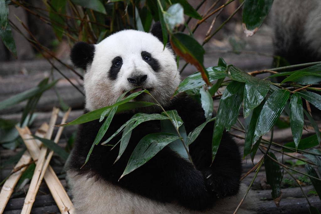 記者探訪全國多個大熊貓基地
